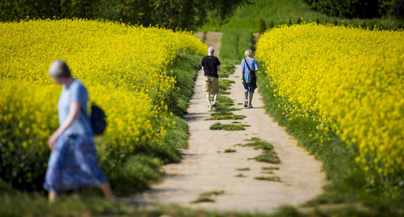 Ein älteres Paar wandert bei Sonnenschein auf einem Feldweg bei Fellbach zwischen zwei Rapsfeldern hindurch. (Bild: Christoph Schmidt / dpa) Ein älteres Paar wandert bei Sonnenschein auf einem Feldweg bei Fellbach zwischen zwei Rapsfeldern hindurch. (Bild: Christoph Schmidt / dpa)