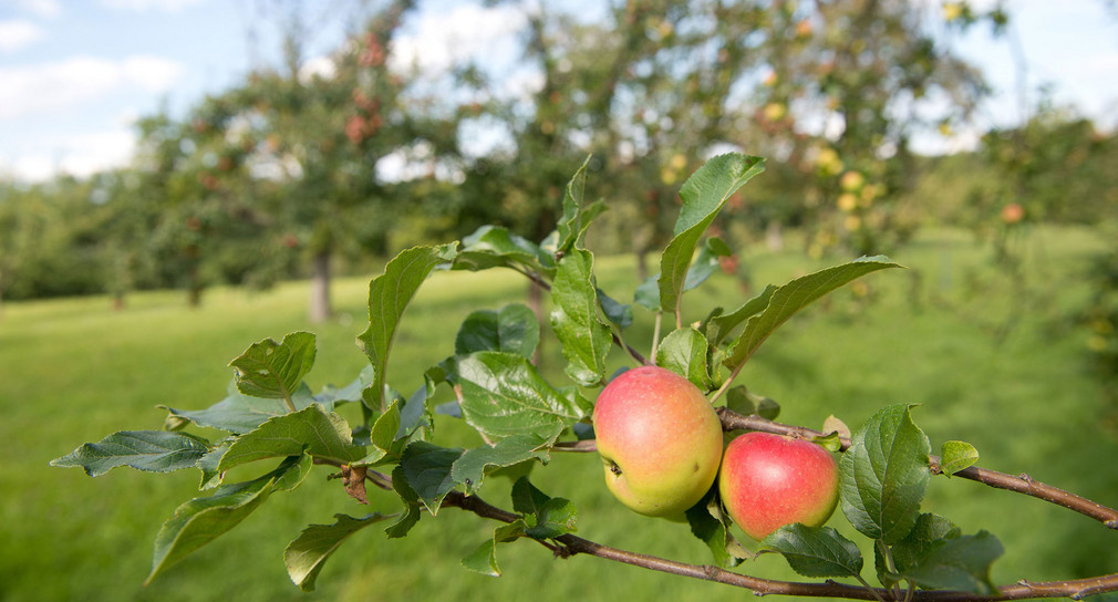 Apfelbäume stehen auf einer Streuobstwiese (Foto: dpa)