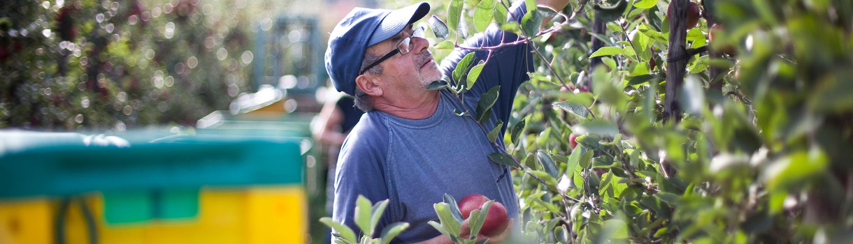 Ein Bauer bei der Apfelernte