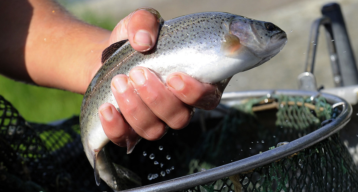 Ein Angestellter einer Forellenzucht sortiert Forellen. (Foto: &copy; dpa)