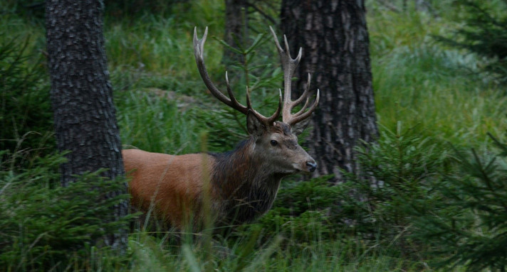 Männliches Rotwild im Nationalpark Schwarzwald (Bild: Walter Finkbeiner / Nationalpark Schwarzwald)