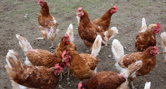Legehennen im Freien (Quelle: dpa). Legehennen im Freien (Quelle: dpa).