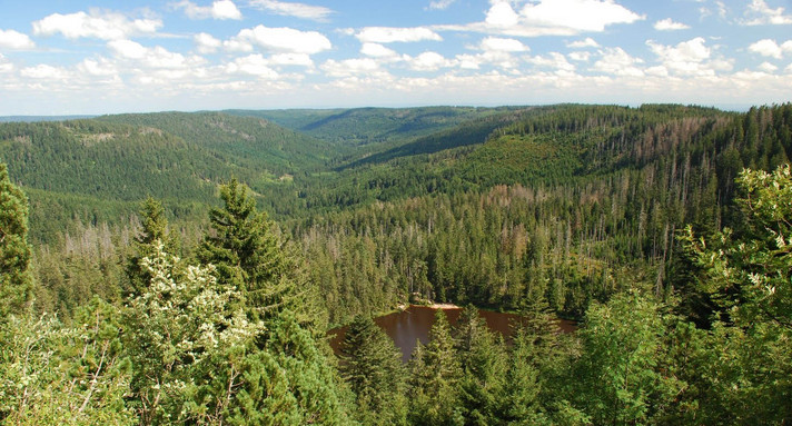 Landschaftsaufnahme eines Waldsees im Nationalpark Schwarzwald