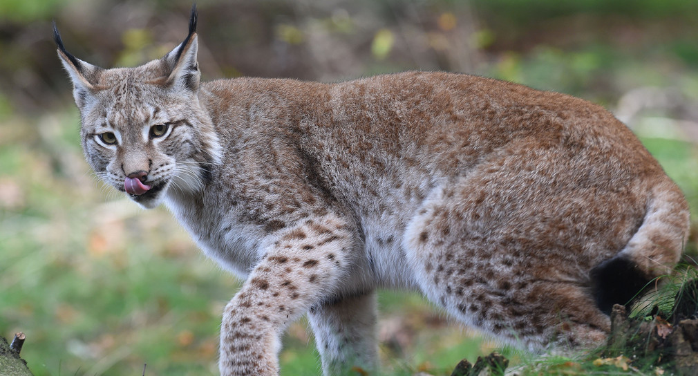 Luchs (Foto: © dpa)