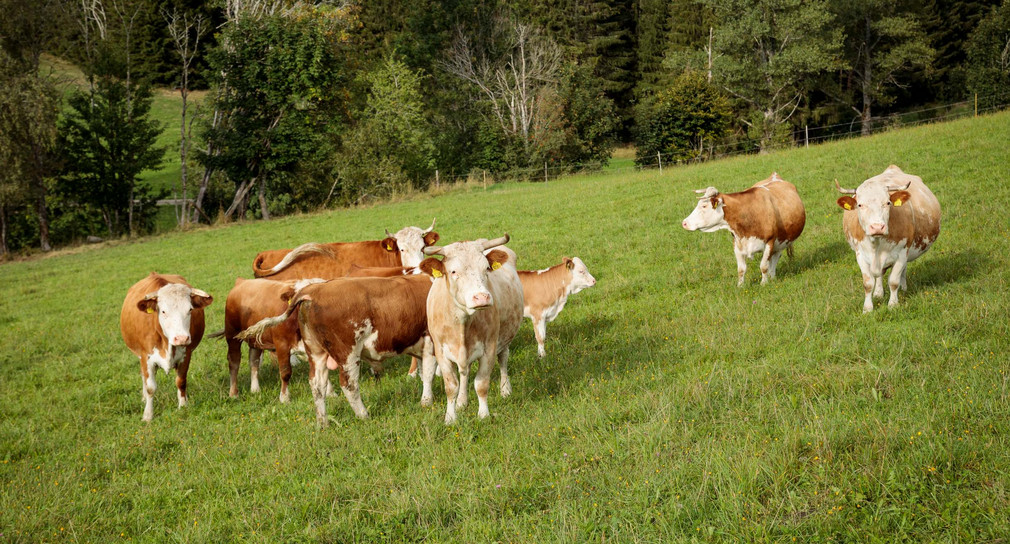 Bio-Musterregion Freiburg