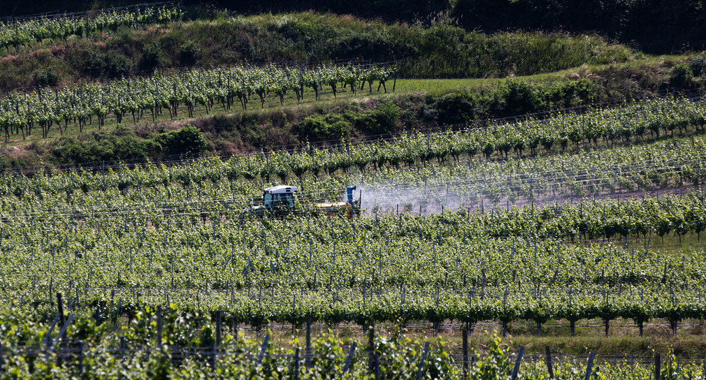 Ein Winzer bringt mit einem Traktor Pflanzenschutzmittel in den Reben aus.