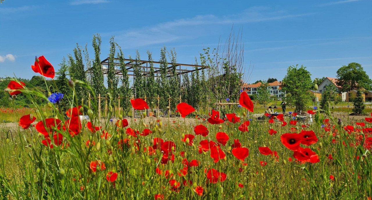 Landesgartenschau Wangen Biegt Auf Zielgerade Ein: Beteiligungsportal ...