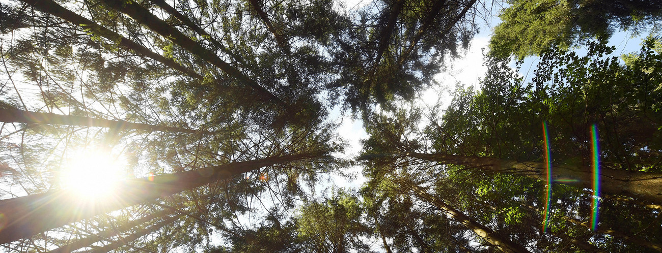 Nadelbäume ragen bei Seebach am Ruhestein in den Himmel. (Bild: picture alliance/Uli Deck/dpa)