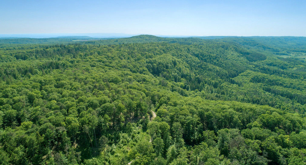 Drohnen Wald Aufnahme 