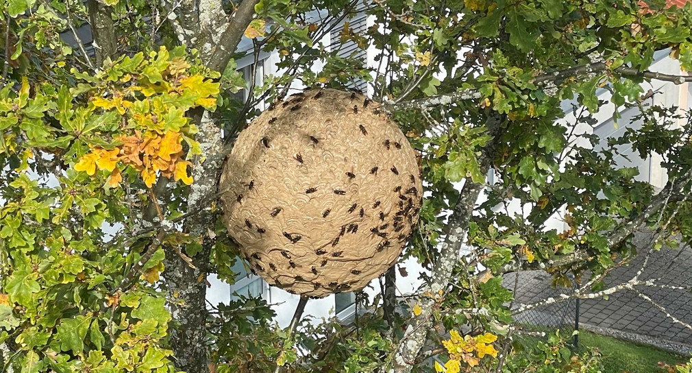 Nest der Asiatischen Hornisse