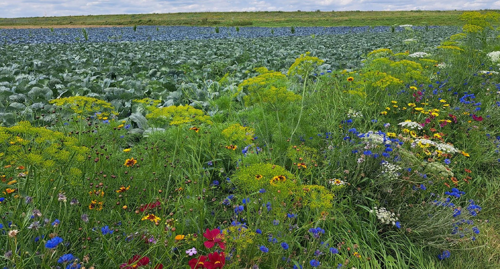 Feld mit Blühstreifen
