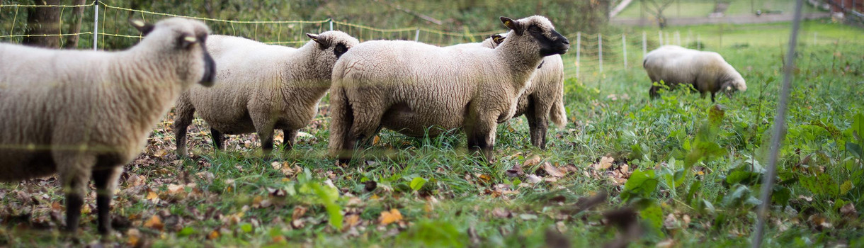 Schafe stehen in Unterkessbach (Baden-Württemberg) auf einer Wiese. (Foto: © dpa)