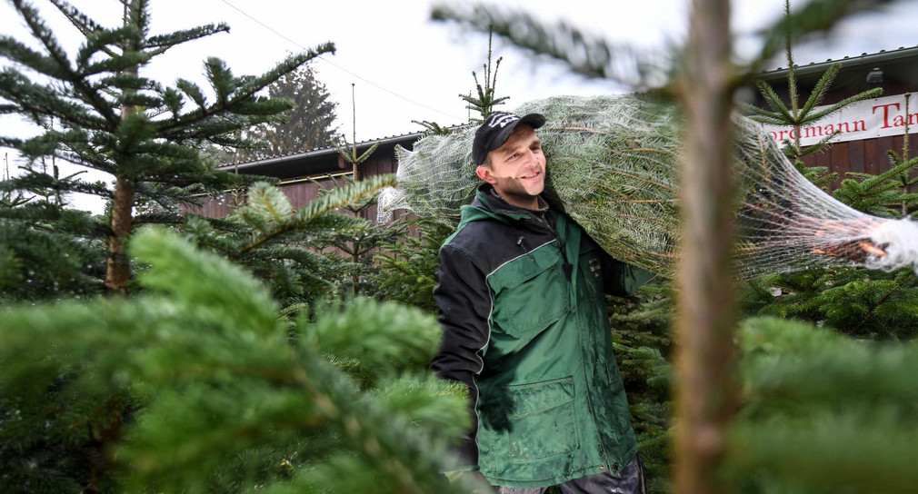 113292141 Ein Weihnachtsbaumzüchter läuft mit einer Nordmann-Tanne auf der Schulter über seinen Hof, auf dem zahlreiche Christbäume zum Verkauf stehen.