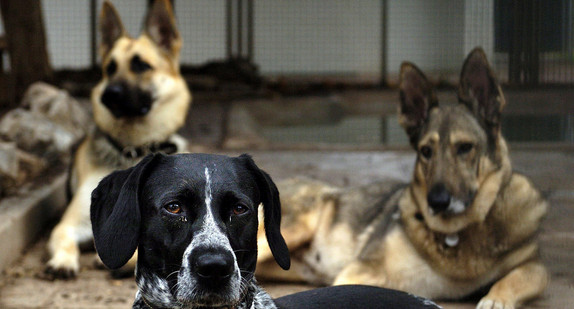 Hunde im Tierheim. (Bild: Norbert Försterling / dpa)