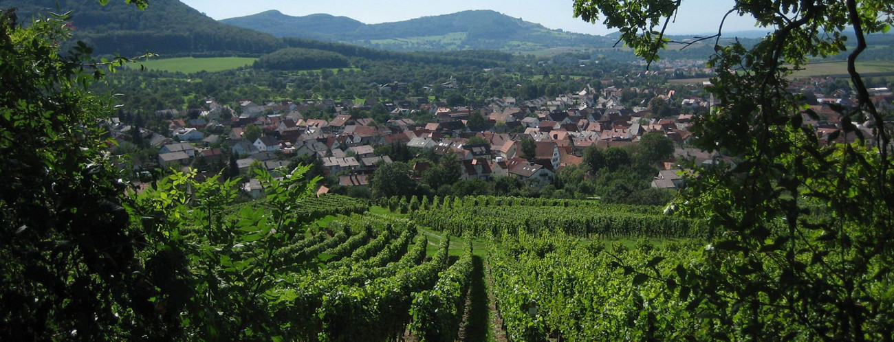 Blick auf Weinberge und die Gemeinde Beuren