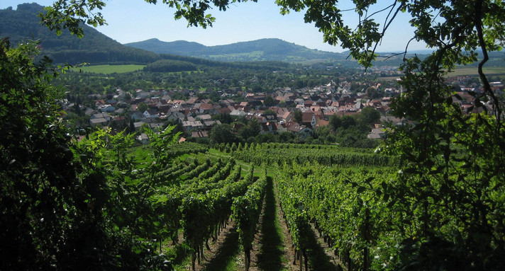 Blick auf Weinberge und die Gemeinde Beuren