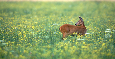 Entwurf des Jagd- und Wildtiermanagementgesetzes
