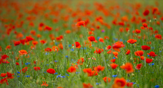 Mohn- und Kornblumen blühen in einem Getreidefeld (Bild: dpa).