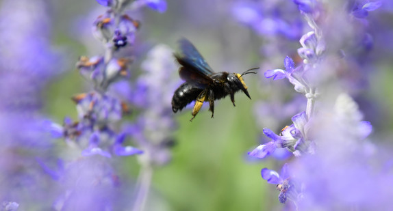 Eine Wildbiene sucht an Blüten des Mehlsalbeis nach Nektar. (Bild: © Uwe Anspach/dpa)