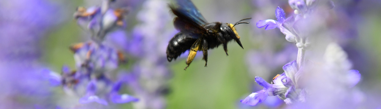 Eine Wildbiene sucht an Blüten des Mehlsalbeis nach Nektar. (Bild: © Uwe Anspach/dpa)