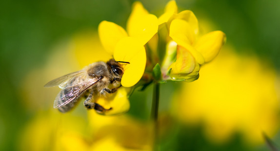Eine Biene zieht Nektar aus einer gelben Wiesenblume.